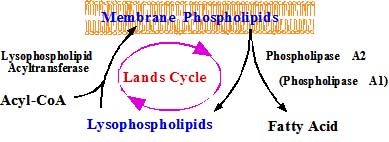 lands cycle