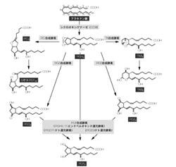 arachidonate cascade